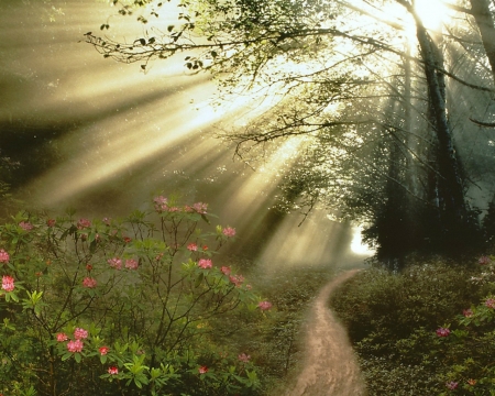 Beautiful Sunbeams - nature, sunbeams, path, trees