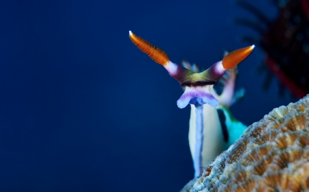 Snail - summer, snail, orange, sea, blue, underwater