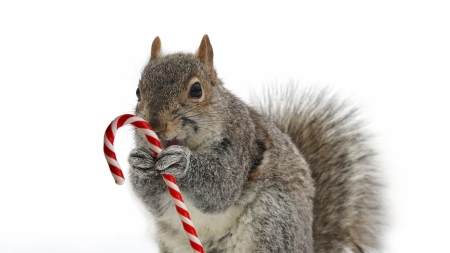 My candy - candy cane, winter, veverita, christmas, white, animal, craciun, funny, red, cute, squirrel