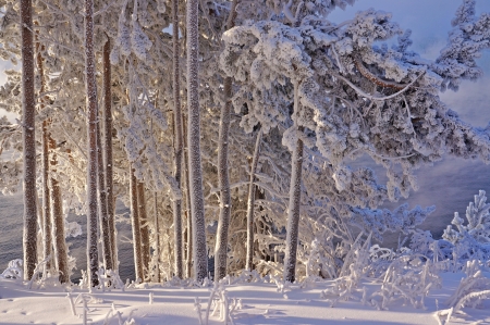 Winter - white, nature, snow, winter, tree