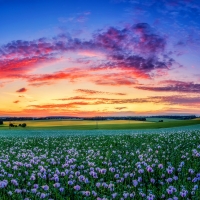 Winchester poppy field