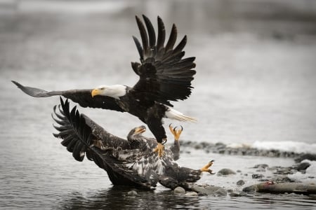 Eagles at Chilkat River, Alaska - winter, raptors, water, wings