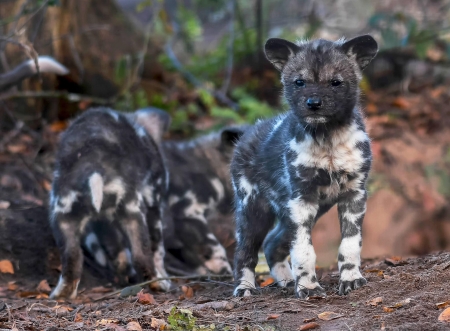 Painted Dog Pups