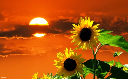 Sunflowers - sunflower, nature, pretty, sun