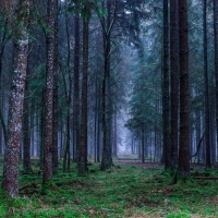 Misty Forest in Germany