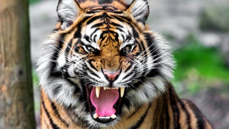 Angry Tiger