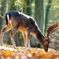 King of the Forest - Deer