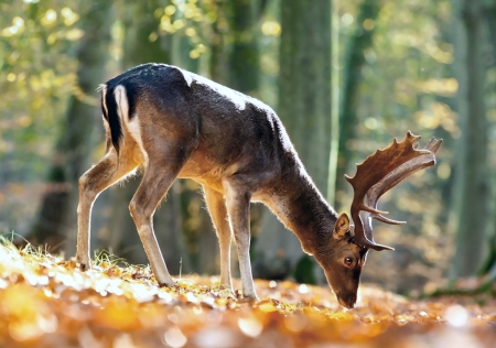 King of the Forest - Deer - wide screen, wildlife, animal, beautiful, photo, photography, deer