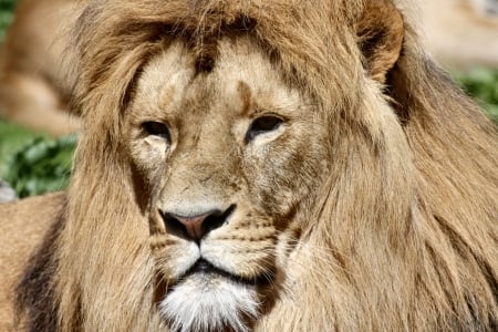 Lion Closeup - beautiful, photography, photo, wide screen, animal, feline, cats, lion, wildlife