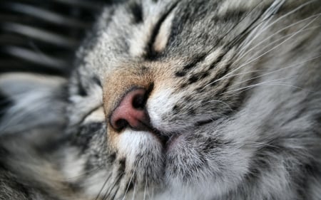 Snoozing Cat - pets, beautiful, photography, photo, closeup, wide screen, nose, animal, feline, cats