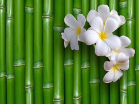 Bamboo - naure, frangepeni, flowers, bamboo, zen