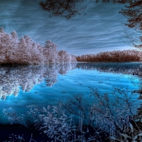 Snow Covered Trees on the Lake