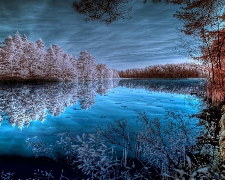 Snow Covered Trees on the Lake - trees, winter, nature, snow, lake, reflection