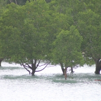 Monsoons