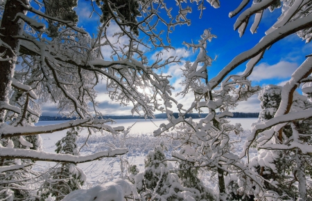 Blue and white - trees, branches, winter, blue, beautiful, snow, landscape, ice, white, frost, sky