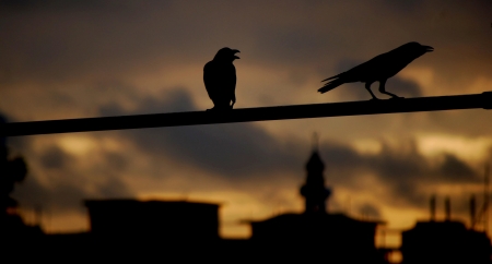 Crows - sky, silhouette, animals, crows, black, birds