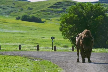 Bison - Animals, Big, Greenland, Cows, Nison