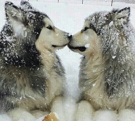 Winter Smooch - winter, dogs, photography, beauty, cool, animals