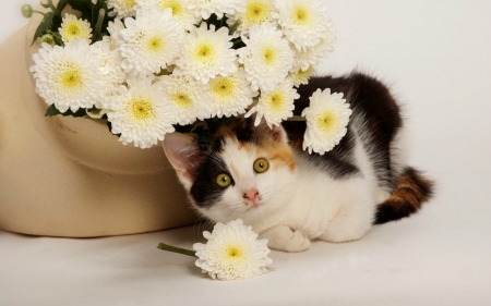 Cute Cat - flowers, cat, animal, cute