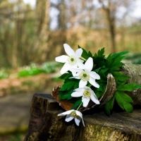 Beautiful Flowers