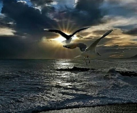 Flight - birds, oceans, nature, beaches, photography, cool, sky