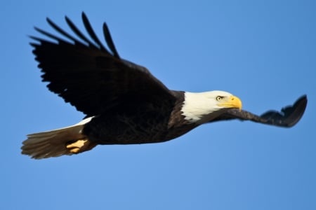 Bald Eagle Flight - animal, wings, bald eagle, eagle