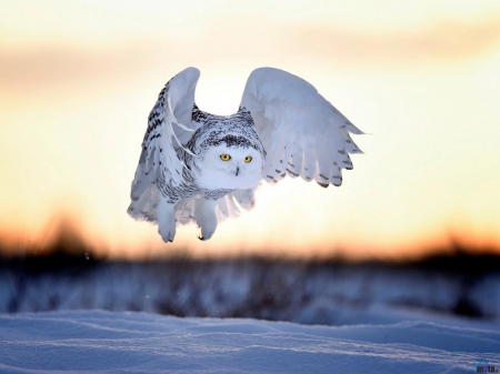 Snowy Owl in Flight