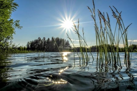 Sunny Lake - nature, lake, grass, sun