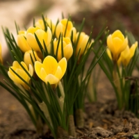 Yellow Crocuses