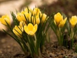 Yellow Crocuses