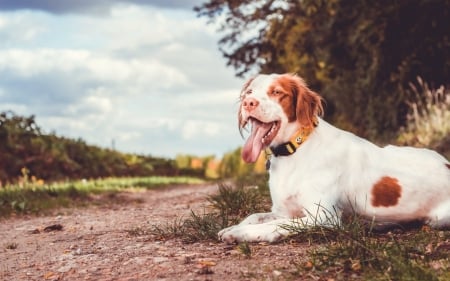 Resting - cute, puppy, dogs, animals