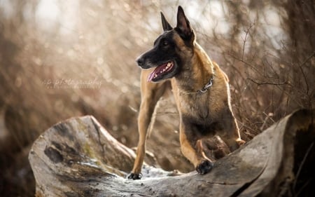 Playing - dogs, cute, animals, german shepherd