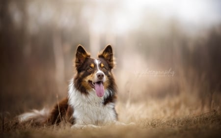 Guarding - cute, dogs, collie, animals