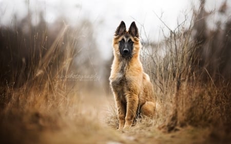 Hi There - dogs, cute, animals, german shepherd