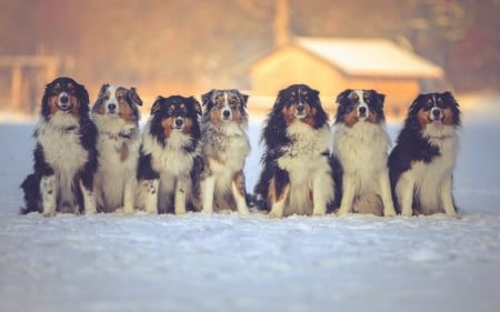 Smile For The Camera - dogs, cute, animals, colllies