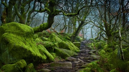 Forest path - nature, green, paths, forest