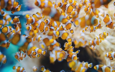 Clownfish - clownfish, peste, water, yellow, summer, sea, ocean, orange, underwater