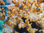 Clownfish