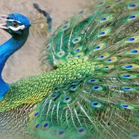 Peacock