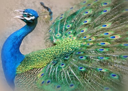 Peacock