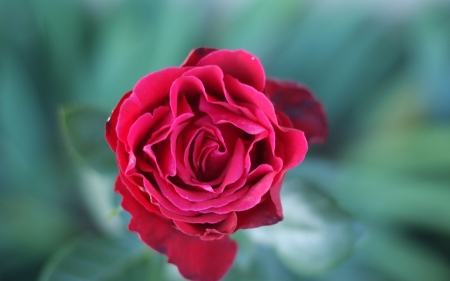 Rose - trandafir, red, green, rose, flower