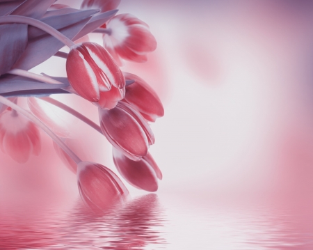 Tulips - card, pink, water, tulip, spring