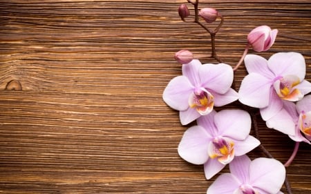 Orchids - flower, pink, orchid, texture, wood