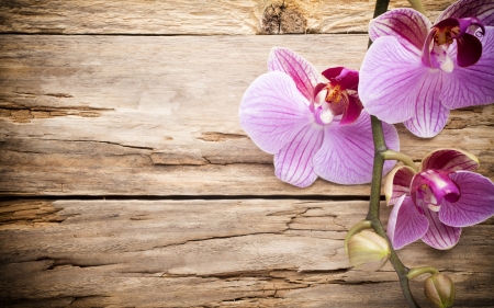 Orchids - texture, flower, pink, orchid