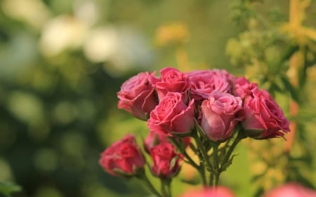 Roses - summer, green, rose, flower, pink