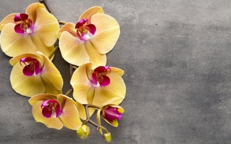 Orchids - yellow, orchid, card, texture, flower, pink