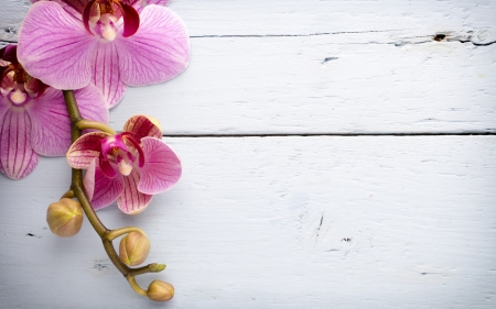 Orchids - white, card, flower, pink, orchid, wood