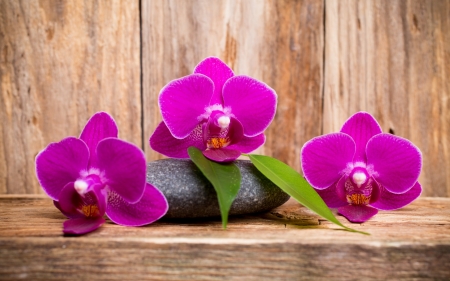 Orchids - stone, wood, balck, trio, orchid, pink, flower