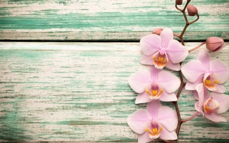 Orchids - card, flower, pink, orchid, texture, wood, blue