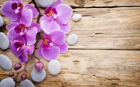 Orchids - wood, orchid, card, flower, pink